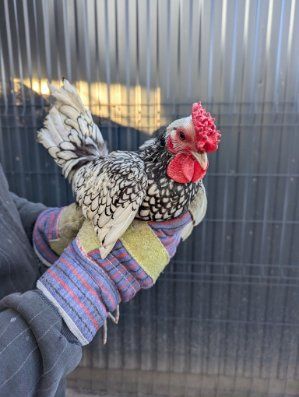 Kogut rasowy srebrytka młody