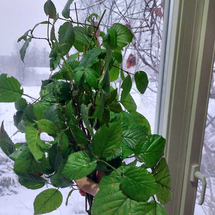 dla p.Anny mały pakiet pędów jeżyny leśnej