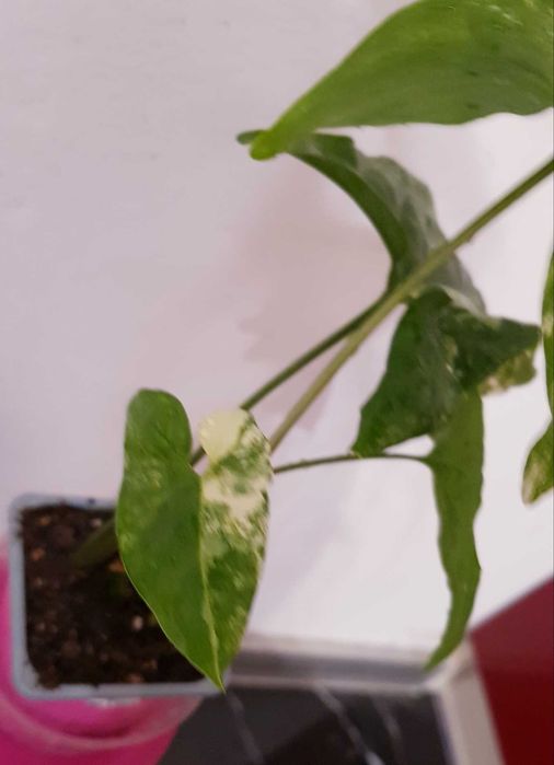 Syngonium Albo Variegata Unikat kolekcjonerski 28cm Nr 2