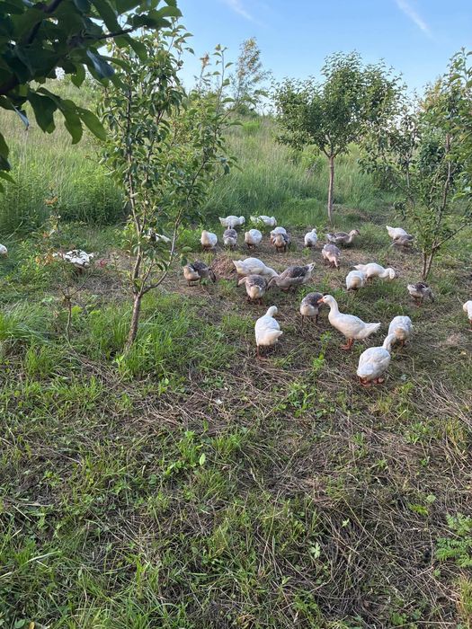 Продам   Гусенят