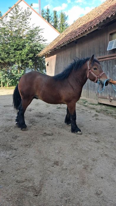 Sprzedam   klacz i ogierka