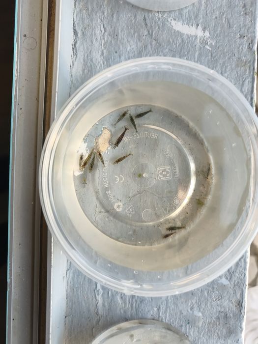 Camarão neocaridina