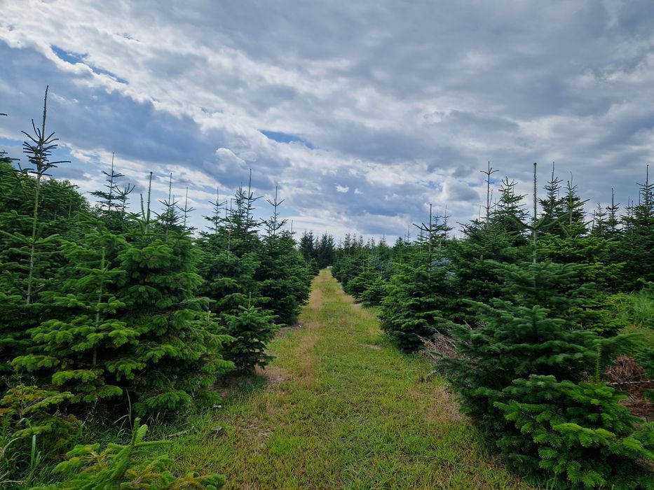 Jodła kaukaska cięta, choinki, 200-270cm, producent