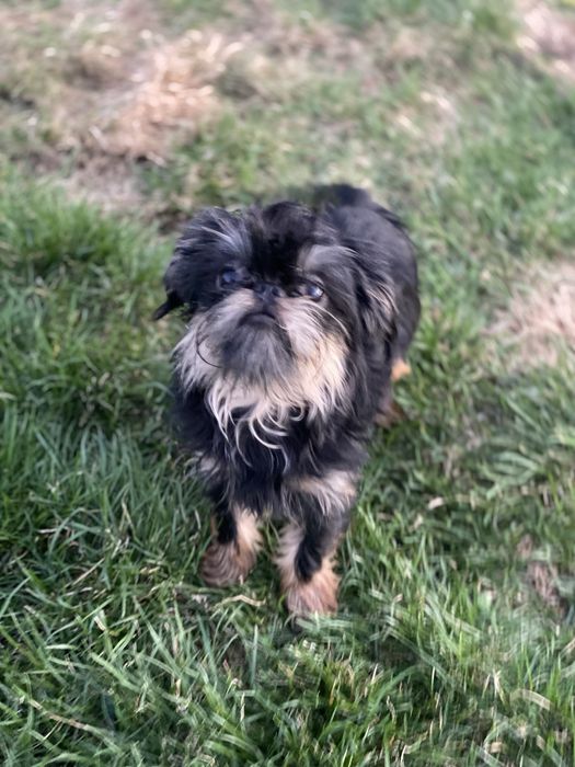 Бельгійський гриффон