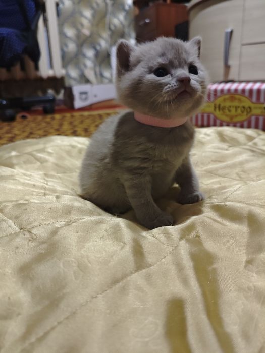 Британские и Шотландские котята