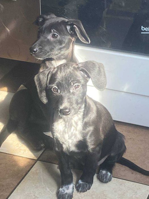 Цуценята безкоштовно в добрі руки