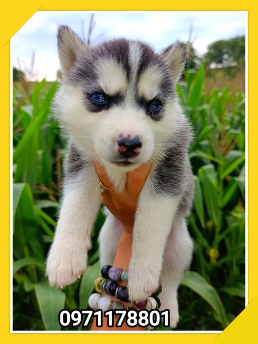 Сибірські хаскі з очима кольору неба шукають родини!