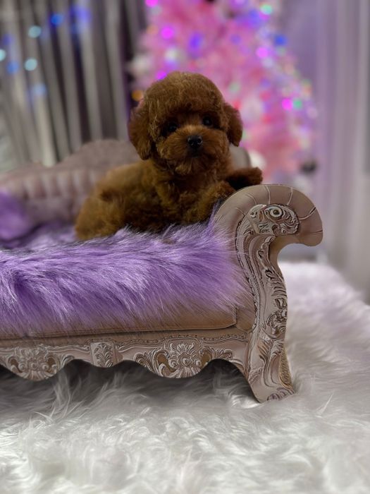 Дівчинка красуня той пудель!