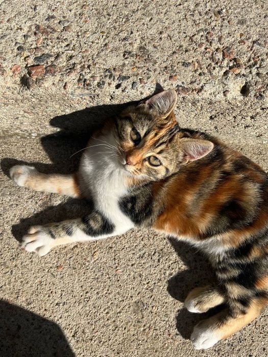 Справжня українська мурка красивый котенок котята