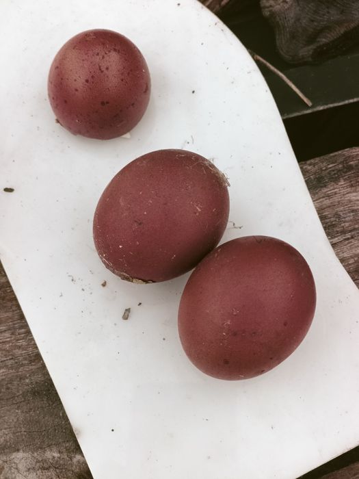 Galinha  Maran Splash