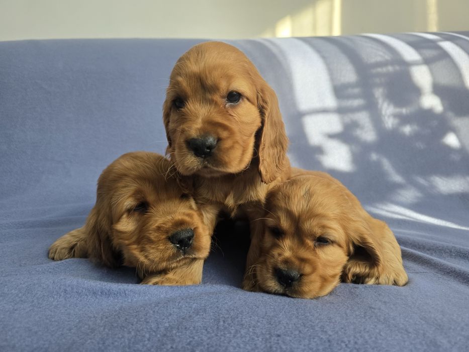 Cocker Spaniel Angielski! Złoty szczeniak!