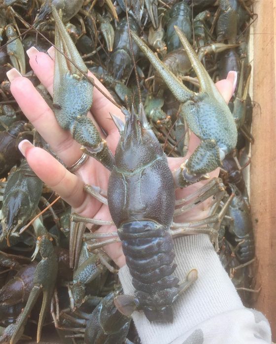 Крупные Раки! Речные свежие!