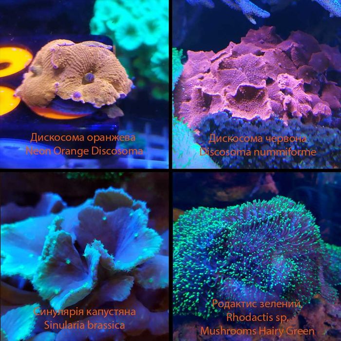 Корали в морський акваріум: Soft, LPS, SPS
