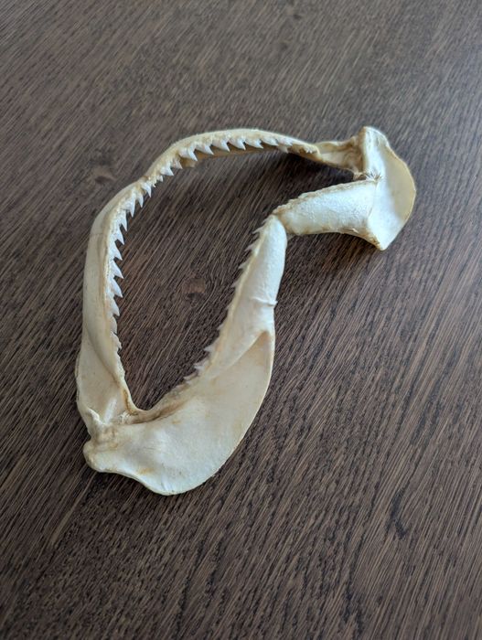 Tubarões preservados