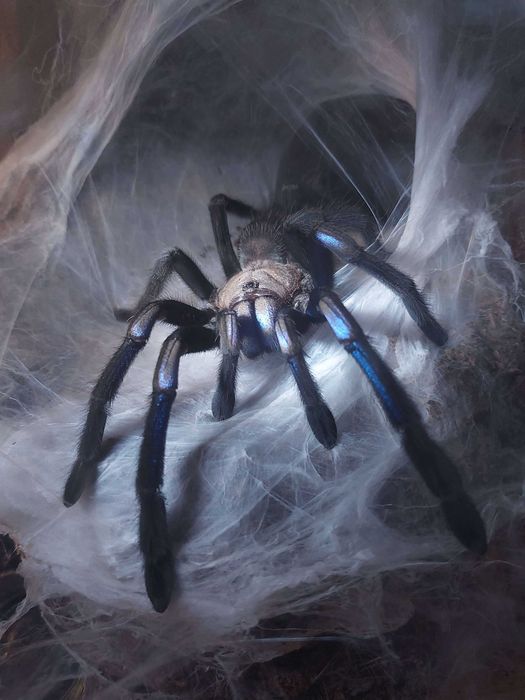 Ptasznik Chilobrachys sp. electric blue (natanicharum) samica 5 DC z terraraium