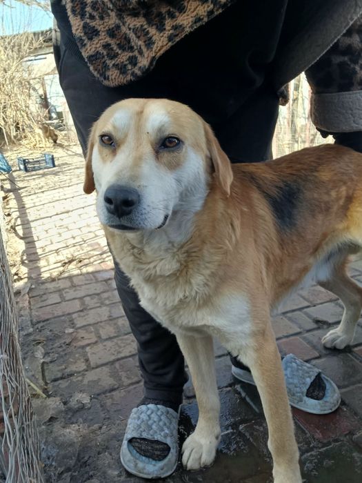 Джек в добрі руки