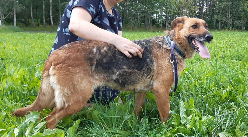 Kora - cudowna sunia w typie owczarka niemieckiego