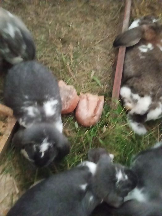 Krolik baran francuski