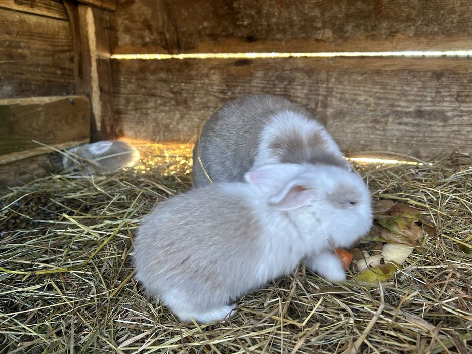 Króliczki baranki miniaturki