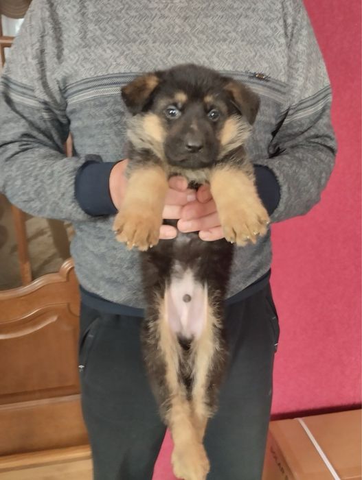 Продам щенят Німецької вівчарки