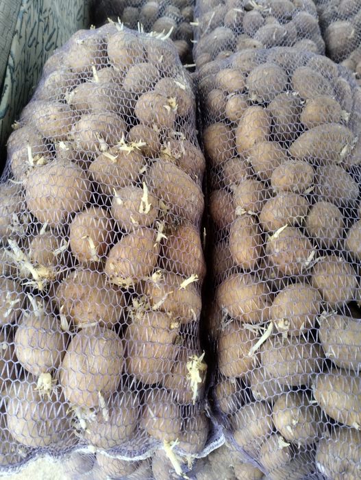 Продам  картофель домашний