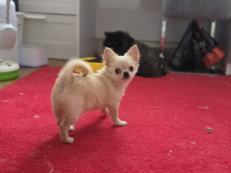 Dziss do odbioru Piesek chihuahua długowłosy