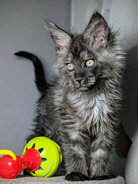 Мейн-кун, розплідник