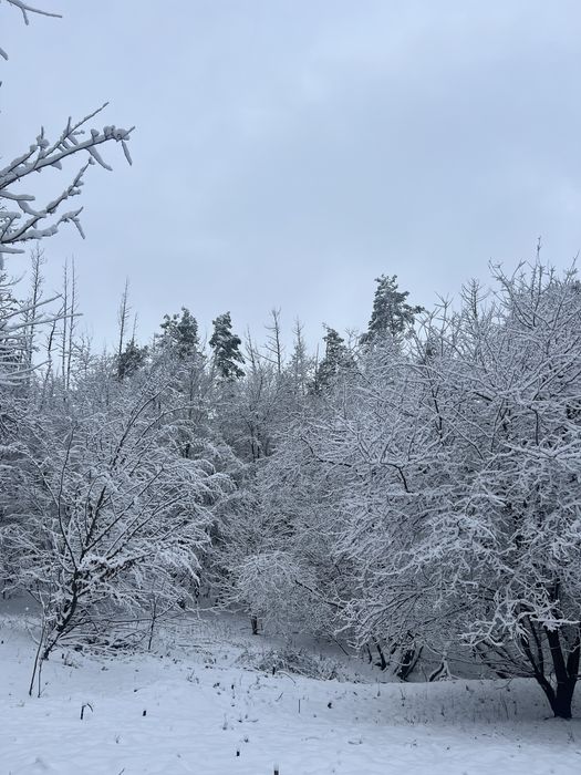 22 сотих у центрі соснового лісу! Хмельницький