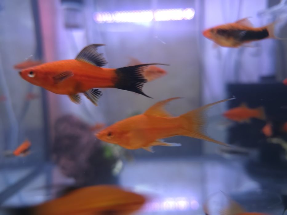 Mieczyki liry długopłetwe