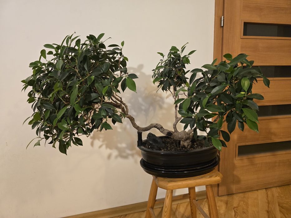 Drzewko Bonsai Fikus