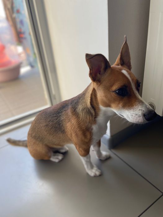 Терміново віддам песика в добрі руки