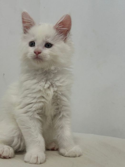 Gatinha  Maine Coon