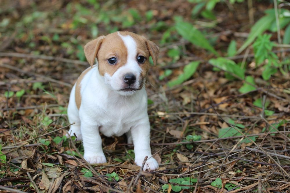Suczka Jack Russell Terrier