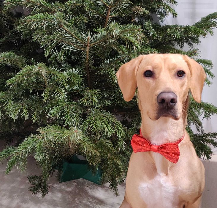 Mądry, piękny i emocjonalny - szuka domu z doświadczonym opiekunem