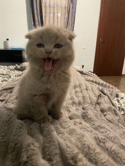 Продам гарненьких кошенят шотланської породи (скотіш)