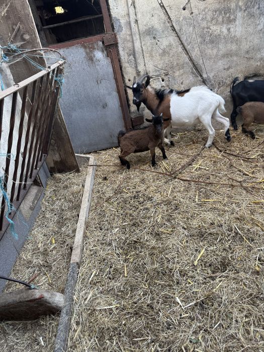 Cabrito anão 4 meses