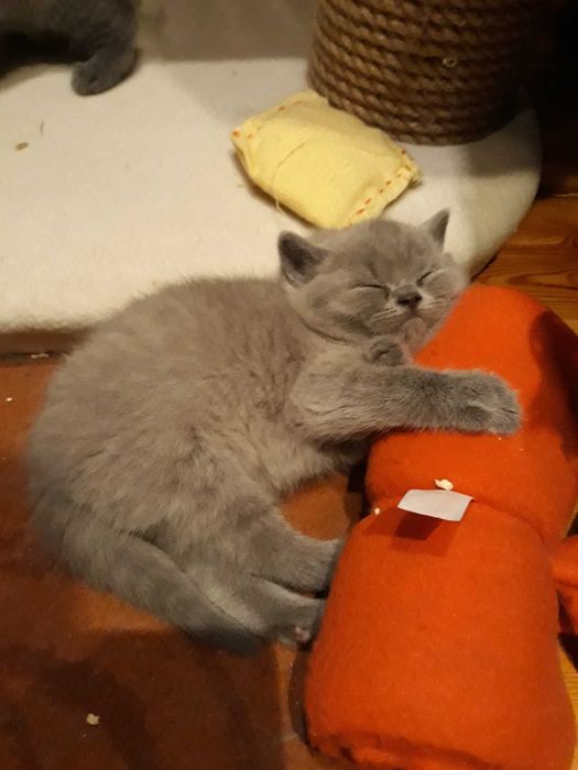 Kotka Brytyjska Niebieska Krótkowłosa z 5 pokoleniowym rodowodem