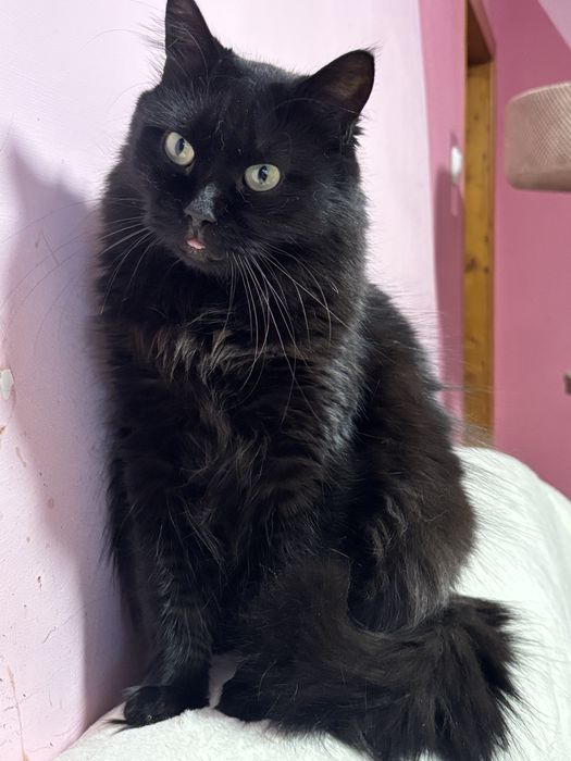 Красива кішечка у добрі руки