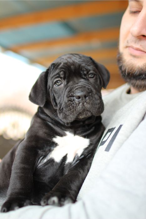 Неймовірна дівчинка кане корсо_Berta