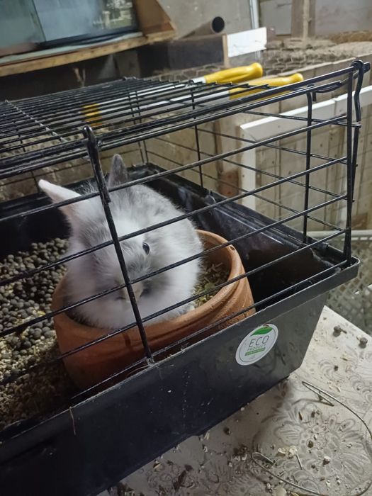 Vendo coelhos anões