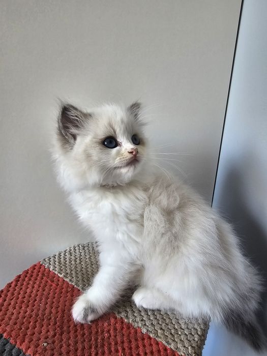 Dziewczynka blue bicolour