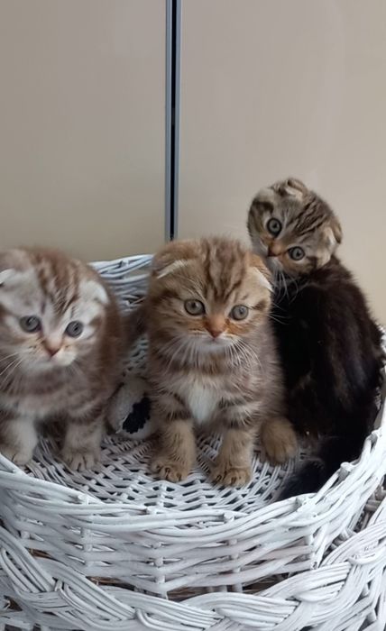 Шотландські кошенята мраморята