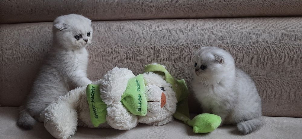 Шотландские вислоухие котята