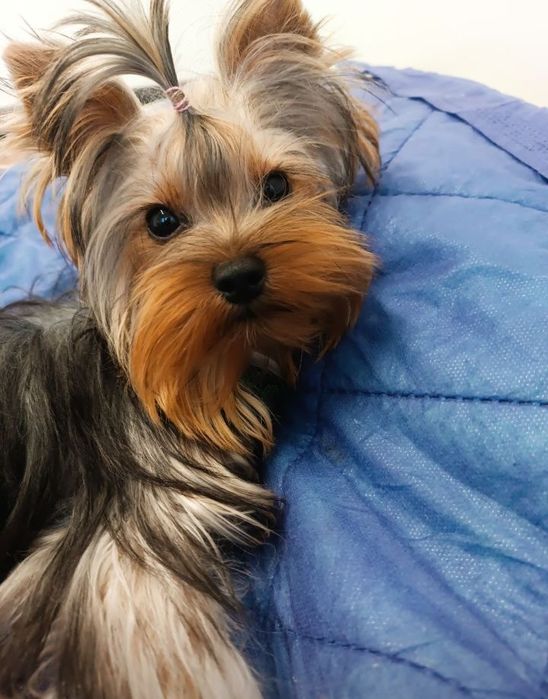 Дуже гарна дівчинка йорк міні