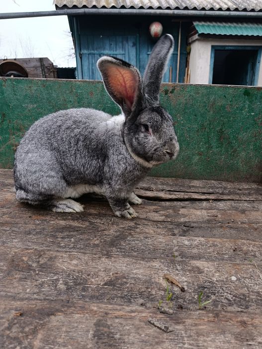 Продам робочого кроля