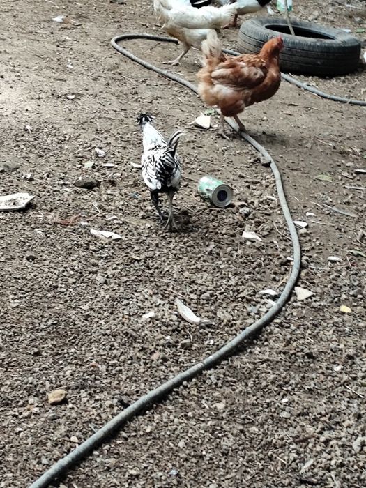 Galos de raça traçada