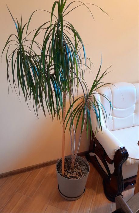 Драцена Маргината