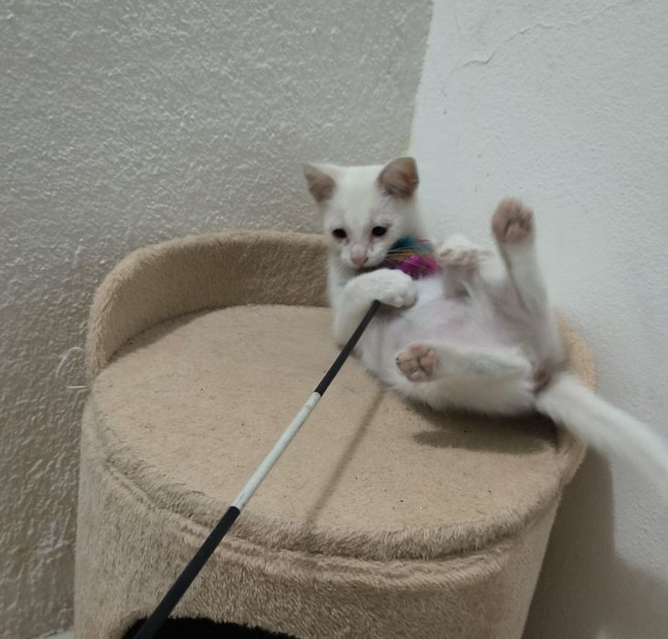 Gatinho para adoção