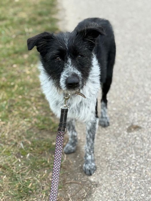 Rezolutna Moczi poleca się do adopcji