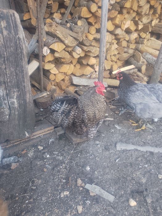 Продам малого півника кохінкіна
